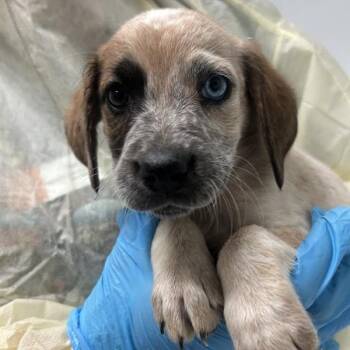 Coolea -  Beagle and Mixed Breed Dog for Adoption in Salt Lake City, Utah - Coolea | PetCurious