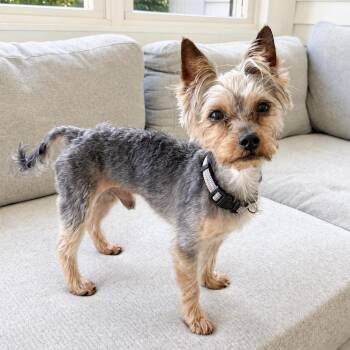 Georgie -  Yorkshire Terrier Dog for Adoption in Fairfield, Connecticut - Georgie | PetCurious