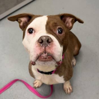 Bea ~ Coming Soon!!! -  Pit Bull Terrier Dog for Adoption in Chicago, Illinois - Bea ~ Coming Soon!!! | PetCurious
