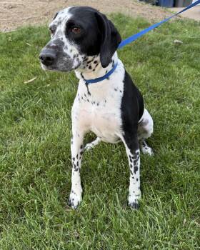 Dalmatian Dogs Available for Adoption in Riverdale, Iowa - Lucky | PetCurious