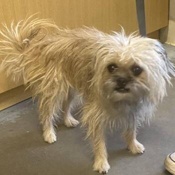 Charlie -  Terrier and Mixed Breed Dog for Adoption in Pagosa Springs, Colorado - Charlie | PetCurious