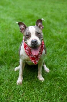 Rescue Bulldog Dogs for Adoption in Bonifay, Florida - Sky (Coming Soon) | PetCurious