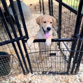 MAGNUS -  Great Pyrenees and Shepherd Dog Available for Adoption in Fosters, Alabama - MAGNUS | PetCurious