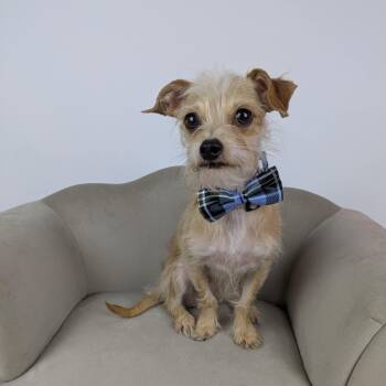 Yorkshire Terrier and Chihuahua Dogs Available for Adoption in Round Rock, Texas - Jeff | PetCurious