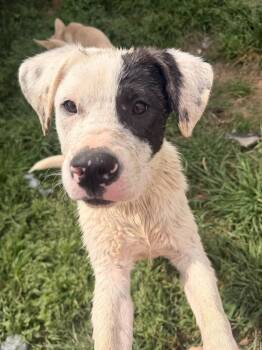 Great Pyrenees and Boxer Dogs Available for Adoption in Calera, Alabama - Pearl | PetCurious