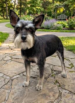 Schnauzer Dogs Available for Adoption in Houston, Texas - ZENA | PetCurious
