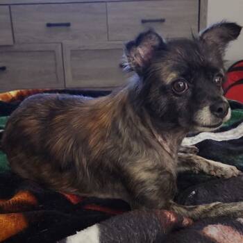 Rescue Pomeranian and Mixed Breed Dogs for Adoption in Austin, Texas - Keke EJS | PetCurious