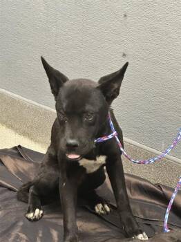 LESLIE -  Labrador Retriever Dog for Adoption in Las Vegas, Nevada - LESLIE | PetCurious