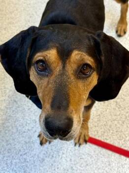 Emmylou -  Black And Tan Coonhound Dog for Adoption in Downers Grove, Illinois - Emmylou | PetCurious