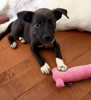 Baby Lulu -  Labrador Retriever and Pointer Dog for Adoption in Scottsdale, Arizona - Baby Lulu | PetCurious