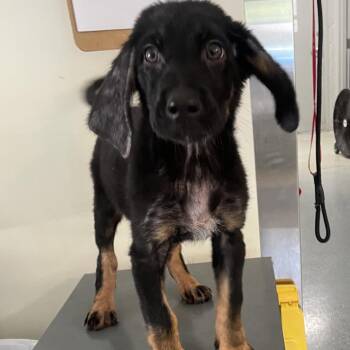 Rapunzel -  Rottweiler and Shepherd Dog for Adoption in Galax, Virginia - Rapunzel | PetCurious