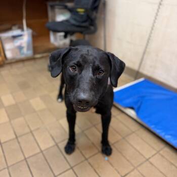 Lussix -  Labrador Retriever Dog for Adoption in Birmingham, Alabama - Lussix | PetCurious