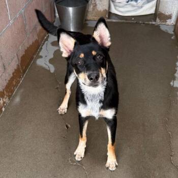 Dee-Dee -  Australian Kelpie Dog for Adoption in Goleta, California - Dee-Dee | PetCurious