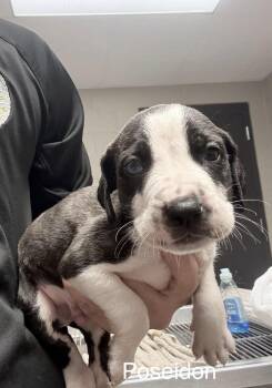 Staffordshire Bull Terrier and Labrador Retriever Dogs Available for Adoption - Poseidon | PetCurious