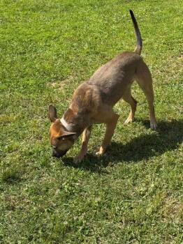 Mixed Breed Dogs Available for Adoption in Taycheedah, Wisconsin - Althea | PetCurious