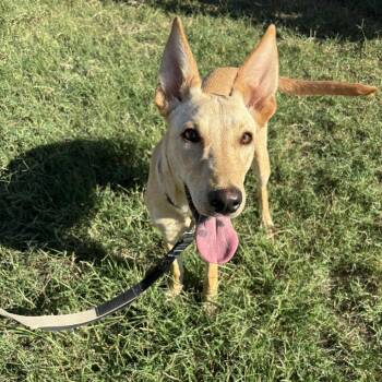 Rescue Whippet and Shepherd Dogs for Adoption in Austin, Texas - Maddie RW | PetCurious