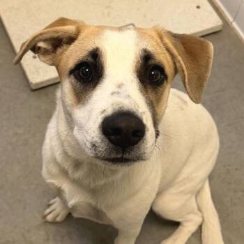 Daisy (Zinc)(26-1E-1) -  Pit Bull Terrier Dog for Adoption in Rifle, Colorado - Daisy (Zinc)(26-1E-1) | PetCurious