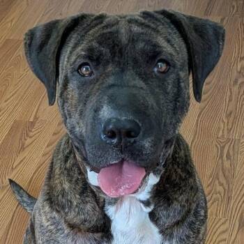 Shar Pei and Dogue De Bordeaux Dogs Available for Adoption in Cameron, North Carolina - Roletta | PetCurious