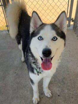 SHADOW -  Siberian Husky Dog for Adoption in Sacramento, California - SHADOW | PetCurious