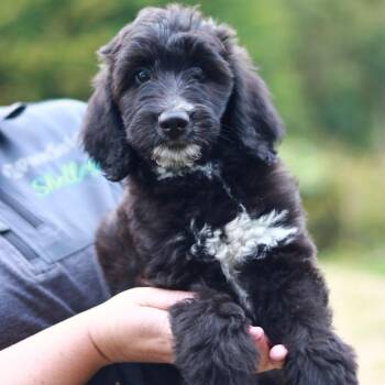 CT Rocky avail Sep 26 (Cropley