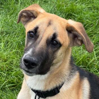 Ace -  German Shepherd Dog Dog for Adoption in Bethel, Connecticut - Ace | PetCurious