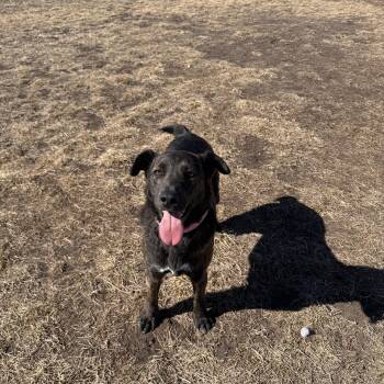 Labrador Retriever Dogs Available for Adoption - S