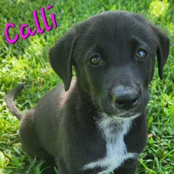 Calli CS -  Black Labrador Retriever Dog for Adoption in Columbia, Maryland - Calli CS | PetCurious