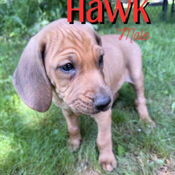 Hawk -  Redbone Coonhound and Mixed Breed Dog for Adoption in Glenfield, New York - Hawk | PetCurious