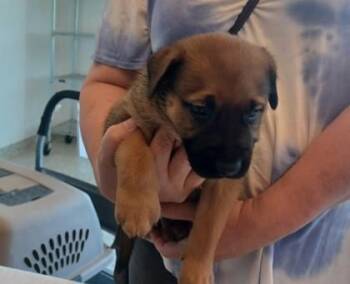 Lil Mis-print -  Mixed Breed Dog for Adoption in Kansas City, Missouri - Lil Mis-print | PetCurious
