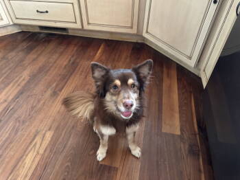 Rescue Chihuahua Dogs for Adoption in Holly Springs, North Carolina - Chou | PetCurious