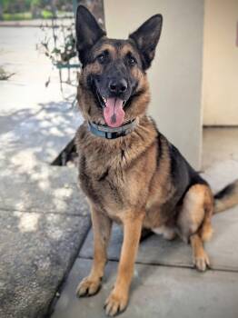 Rescue German Shepherd Dog Dogs for Adoption in Pleasant Hill, California - Pluto | PetCurious