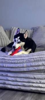Balto -  Husky Dog for Adoption in Sanford, Florida - Balto | PetCurious