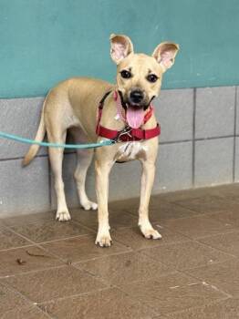 Patty -  Mixed Breed Dog for Adoption in Honolulu, Hawaii - Patty | PetCurious