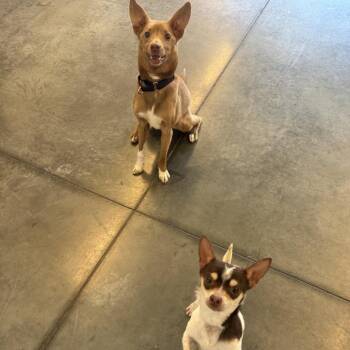 Mixed Breed Dogs Available for Adoption in Pittsburgh, Pennsylvania - Zeplin And Aussie | PetCurious