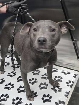 05545B Maple -  Terrier and Mixed Breed Dog for Adoption in North Charleston, South Carolina - 05545B Maple | PetCurious