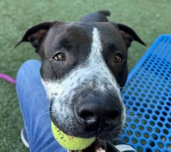 Mastiff and Pit Bull Terrier Dogs Available for Adoption - Bocephus | PetCurious