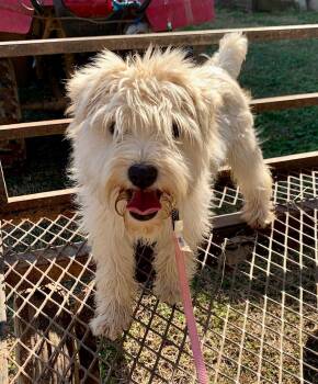 Miniature Schnauzer and Wheaten Terrier Dogs Available for Adoption - Denny | PetCurious