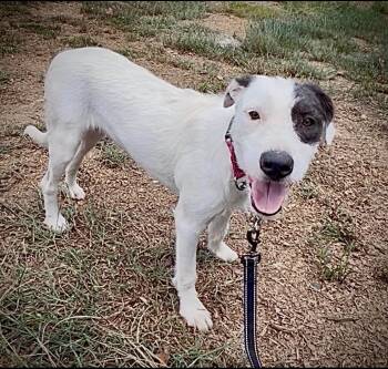 Leann -  Terrier Dog for Adoption in Queen City, Texas - Leann | PetCurious