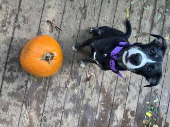 Rescue Mixed Breed Dogs for Adoption in Rogers, Arkansas - Jay Jay | PetCurious