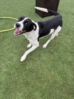 Pointer and Bulldog Dogs Available for Adoption - Oreo | PetCurious