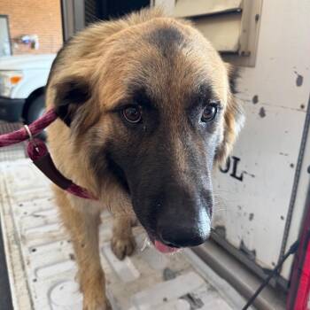 Shepherd Dogs Available for Adoption in Birmingham, Alabama - Andre | PetCurious