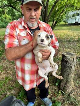 Splash -  Pit Bull Terrier and Mixed Breed Dog for Adoption in Little Rock, Arkansas - Splash | PetCurious
