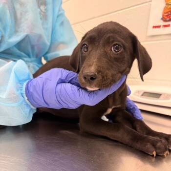 Sheba -  Mixed Breed Dog for Adoption in Chattanooga, Tennessee - Sheba | PetCurious