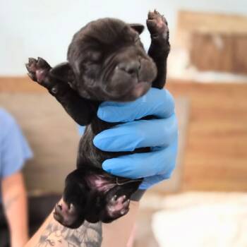 Latte -  Cane Corso Dog for Adoption in Wahiawa, Hawaii - Latte | PetCurious