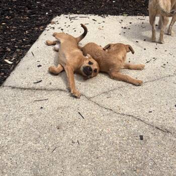 Chihuahua and Border Terrier Dogs Available for Adoption in New Orleans, Louisiana - Blueberry | PetCurious