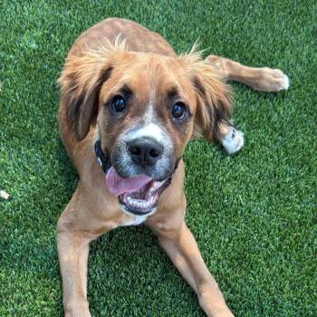 Boxer and Retriever Dogs Available for Adoption in Hillside, Illinois - Charlie CA | PetCurious