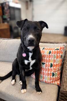 Labrador Retriever Dogs Available for Adoption - Nova | PetCurious