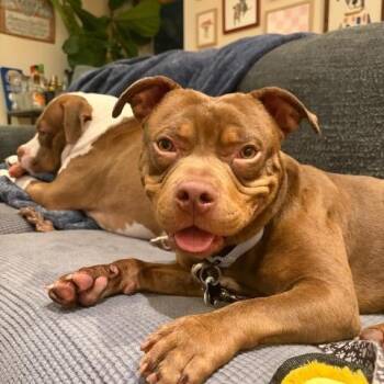 Bulldog Dogs Available for Adoption in Chicago, Illinois - Doobie | PetCurious