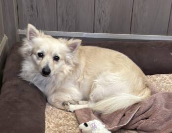 Pomeranian Dogs Available for Adoption - Sergeant Carter | PetCurious