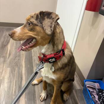 Kody -  Labrador Retriever and Australian Shepherd Dog for Adoption in Muncie, Indiana - Kody | PetCurious